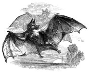 OldDesignShop_VampireBatBW-2393921866.jpg