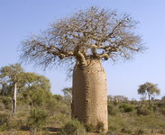 ต้นเบาบับ (Baobab Tree) ต้นไม้แห่งชีวิต 2.png