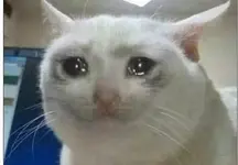 crying-cat-meme-template-full-719a53dc.webp
