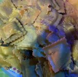 IMG_0934.jpeg
