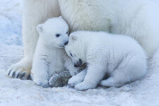 polar-bear-cub-anton-belovodchenko.jpg