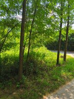 IMG_20250624_134615.jpg