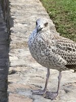 IMG_0606.jpeg