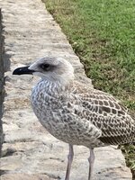 IMG_0605.jpeg