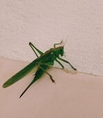 IMG_20250713_124338.jpg