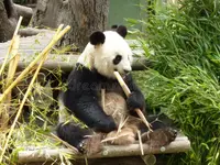 un-panda-è-seduto-mentre-mangia-su-una-roccia-con-la-migliore-qualità-e-risoluzione-163523997.webp