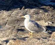 IMG_1212.jpeg