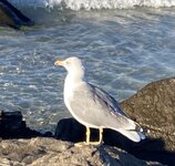 IMG_1213.jpeg