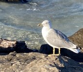 IMG_1214.jpeg