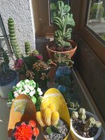 IMG_20250911_133739.jpg