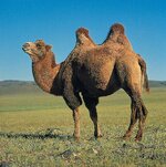 Bactrian-camel-3998340883.jpg