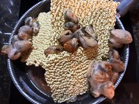 IMG_3070.jpeg