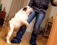 il_mio_cane_mi_monta_la_gamba_2550_orig.jpg