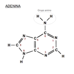 File:Adenina.png - Wikimedia Commons