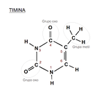 File:Timina.png - Wikipedia