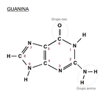 File:Guanina.png - Wikimedia Commons