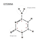 File:Citosina.png - Wikimedia Commons