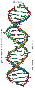DNA_Overview_it.png DNA_Overview_it.png