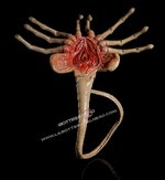 Facehugger-5.jpg Facehugger-5.jpg