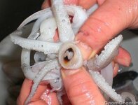 5-come-pulire-i-calamari-400x306.jpg