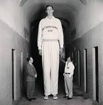 Robert Wadlow, l'essere umano più alto della storia, visitò la prigione di  Folsom nel 1939 come portavoce della International Shoe Company. La sua  altezza era di 8 piedi e 11,09 pollici (272,01