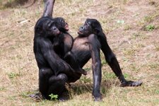 bonobo_1020x680.jpg