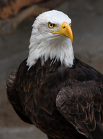 1778101277090.png