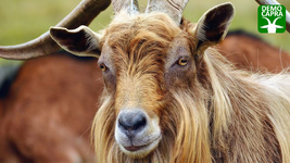 Capra-becco-Pixniologo-Democapra.png