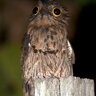 Moggingbird