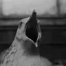Seagull
