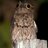 Moggingbird