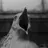 Seagull